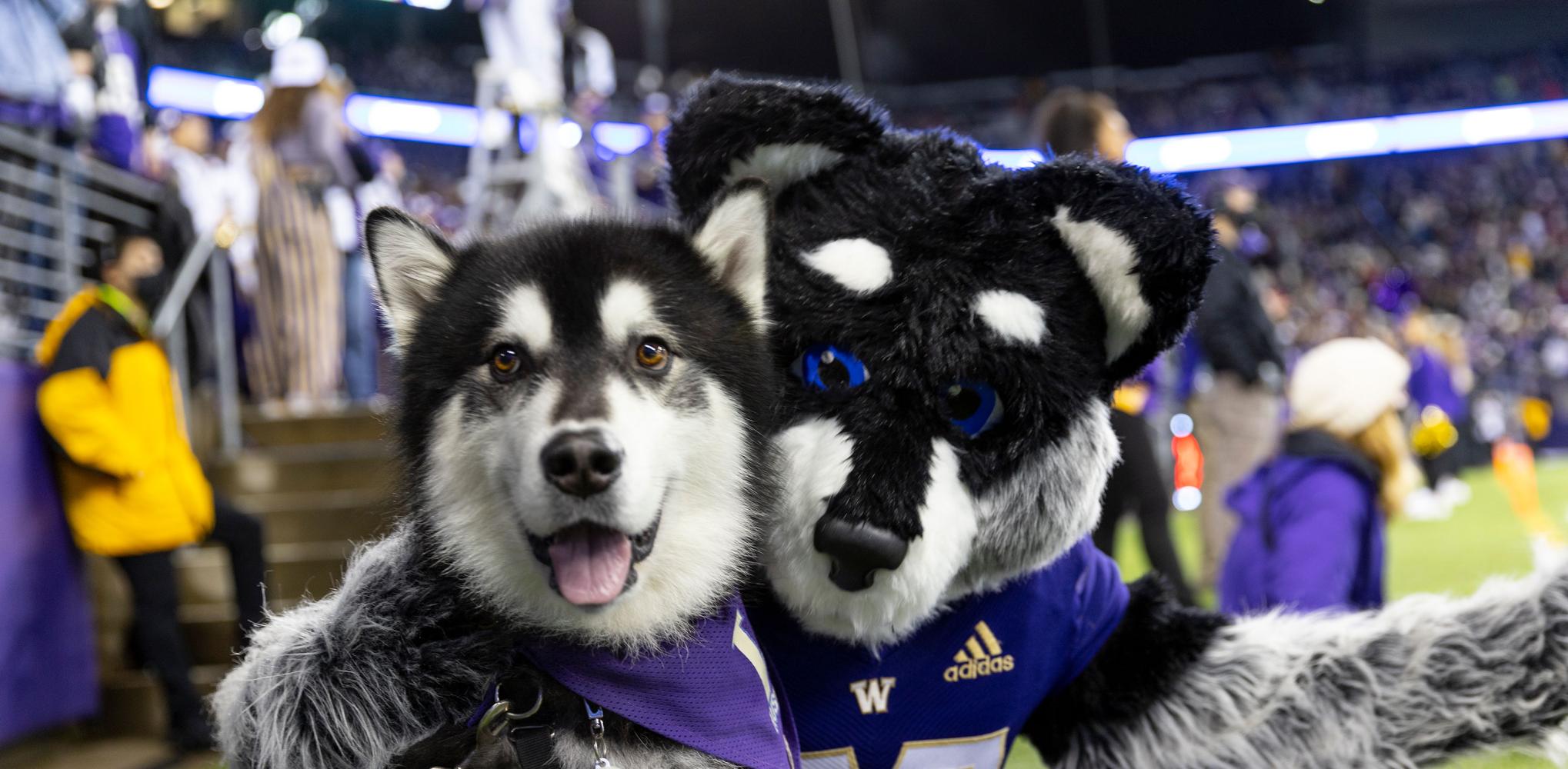 Huskies!
