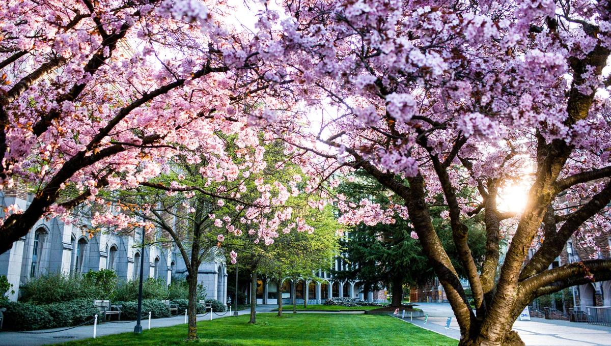 Cherry blossoms in the UW Quad